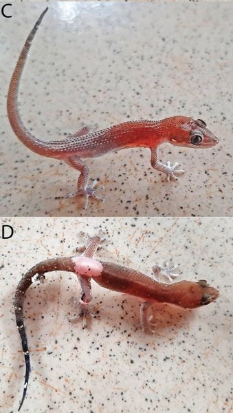 геккон фулбрайта