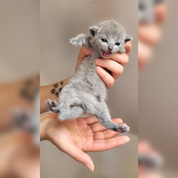 котенок Бакарди