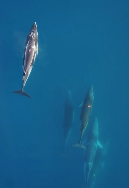 киты океан метки