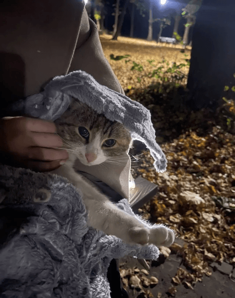 Бездомная кошка нашла семью