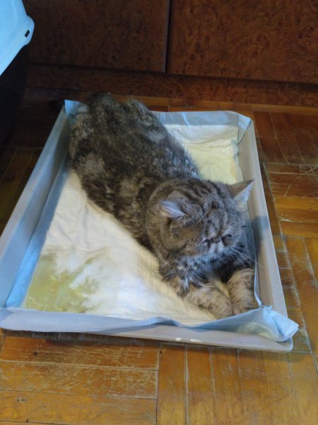 кошка в лотке