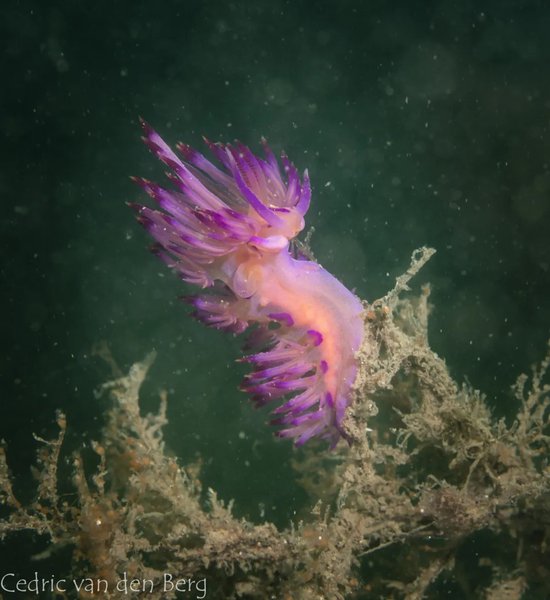 морской слизень, виды морских слизней