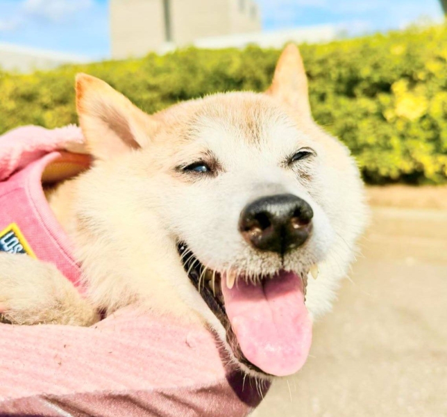 Легендарна собачка-мем Кабосу Кабосу, собака Доге, мем в інтернеті, курйози, тварини, смерть, домашні улюбленці, фото