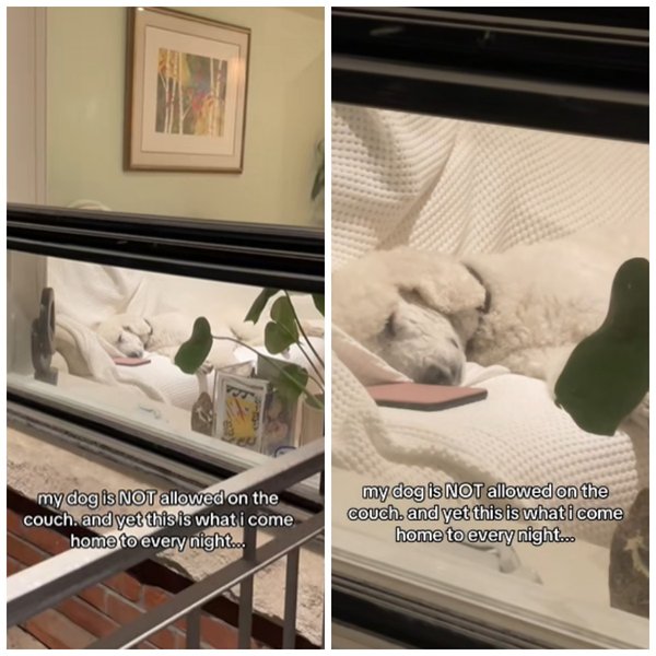 пудель на кровати