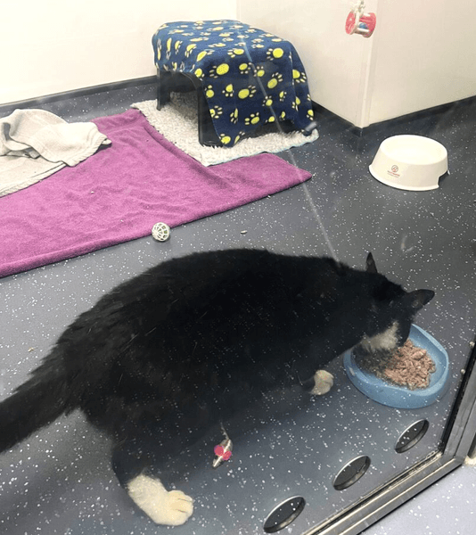 Пропавший кот, путешествие кота, кот нашелся, кот пересек границу, три страны, микрочип животного, воссоединение с котом, кошка в кузове