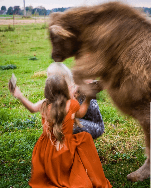 Шотландская высокогорная корова прыгнула на женщину на поле во время семейной фотосессии на свадьбе