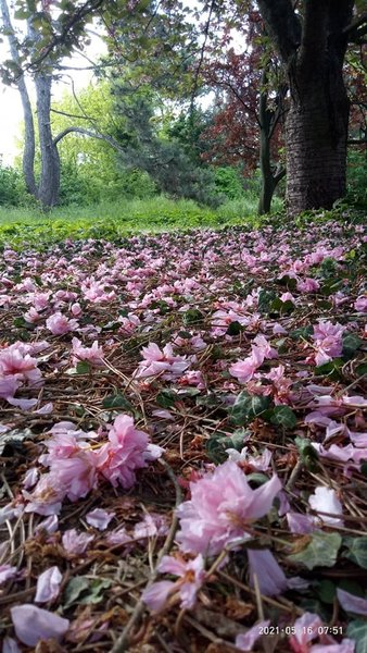 одесса, ботанический сад, вандализм, растения