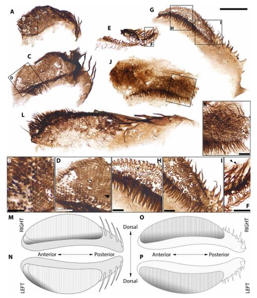 строение древних ракообразных