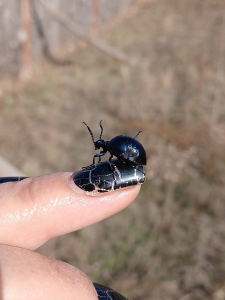 майка осенняя (1) майка осенний жук