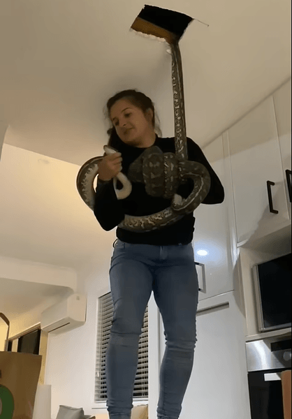 Змея в потолке, змеи, змеи в жилом доме, питон на крыше, два огромных питона, девушка поймала змею, ловля змей, змея в доме