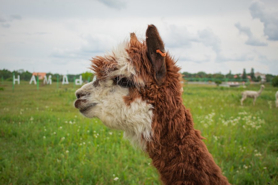 Фельдман Екопарк, екопарк харків, екопарк фельдмана, зоопарк фельдмана, фельдман, альпака