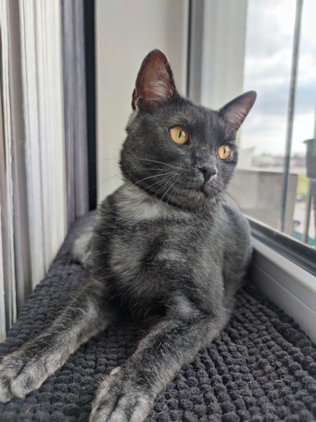 трансильванська кішка 3 89a5c234 053e05057f6924618e64f5aecab137fe Економічні новини - головні новини України та світу