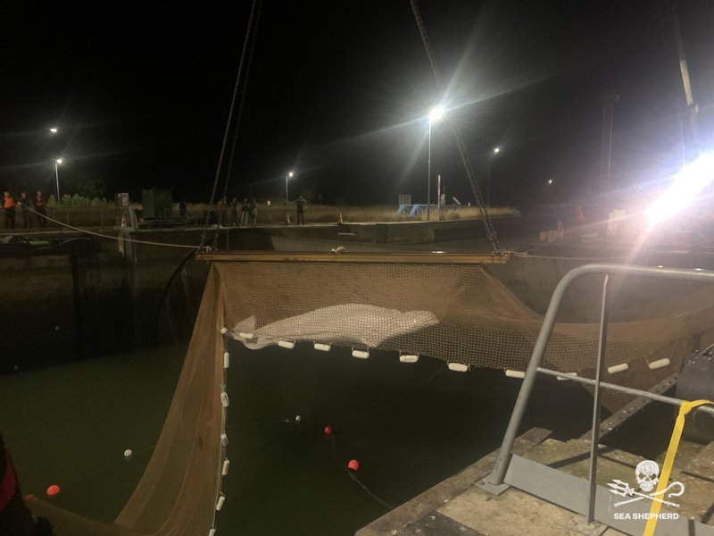 кита белуха, кита белуха франция, Операция по спасению кита белухи во Франции.