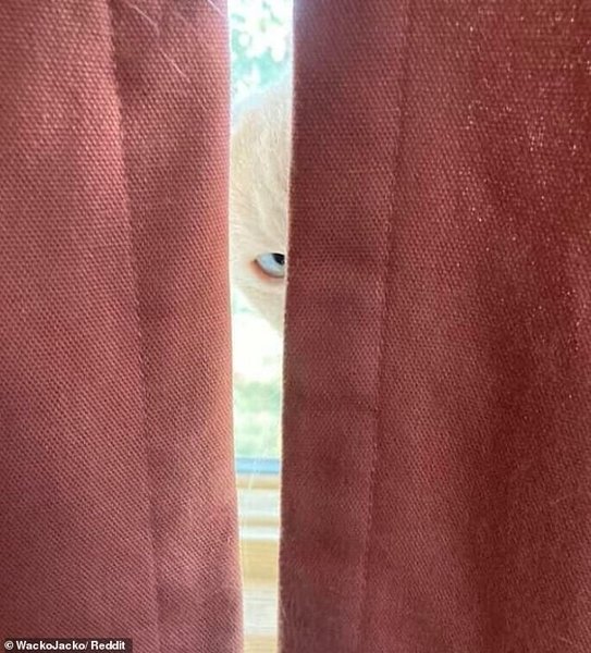 незвичайні тварини, незвичайні тварини фото,