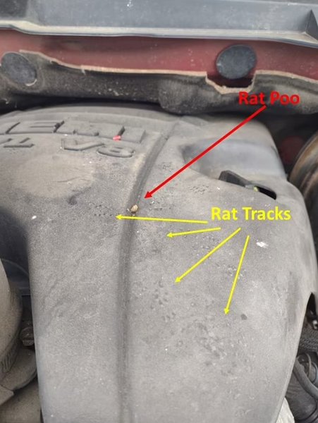 крысы авто, крысы в городе, крысы сан-франциско