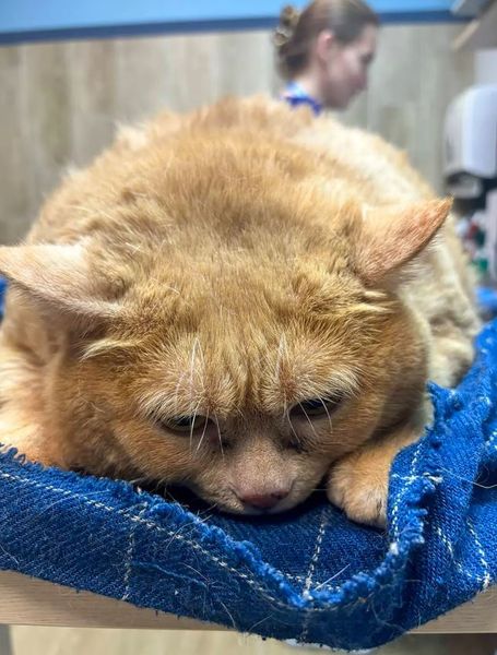 Самый толстый в мире бездомный кот Крошик живет в России, животное посадили на диету, курьезы, домашние любимцы