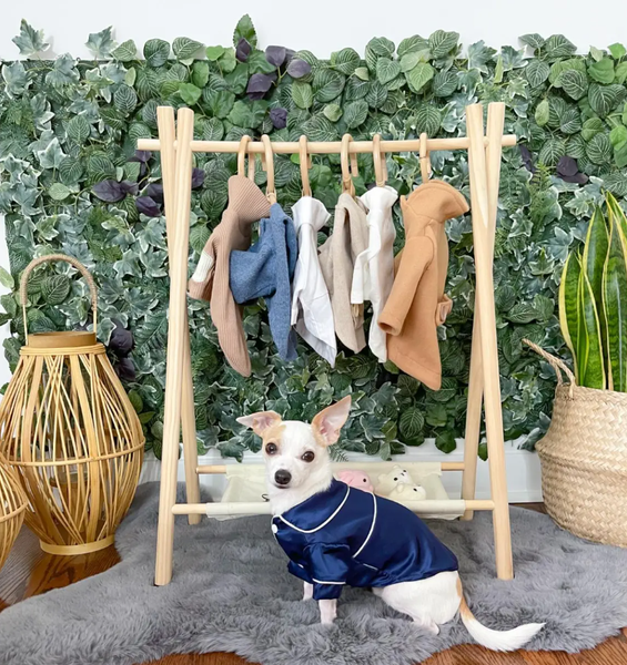 Собаки, тварини, домашні улюбленці, пес, подорожі навколо світу, мандрівки, туризм, інфлуенсери, тренди Instagram