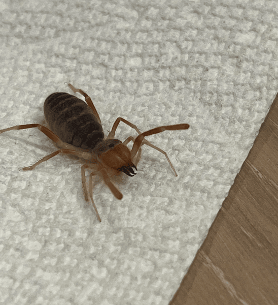 Сонячний павук, інопланетний жук, верблюжий павук, вітряні скорпіони, комахи, моторошна комаха, схожа на терміта,