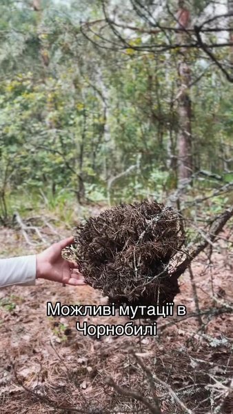 Зона отчуждения, рыжий лес