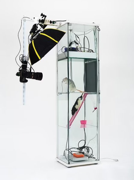 щур камера селфі