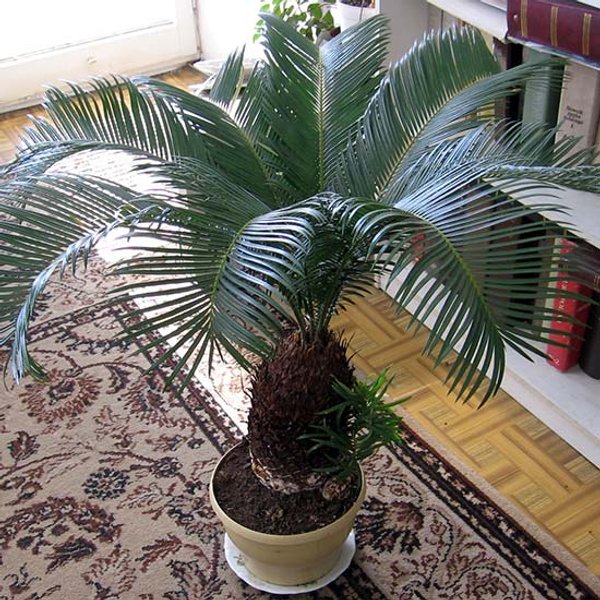 цикас, саговая пальма