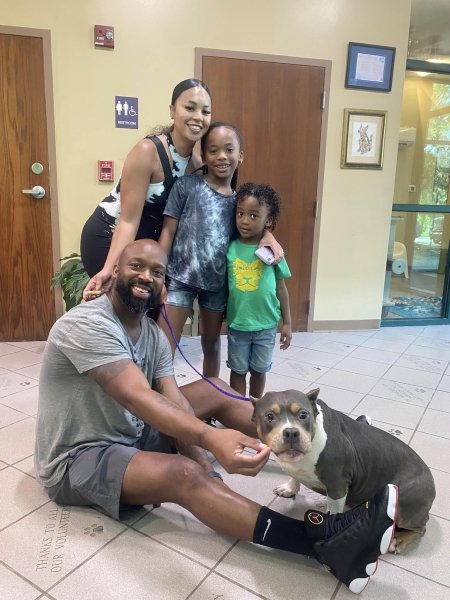 Намерих куче след 3 години Намерено куче след 3 години, семейство, домашен любимец, питбул, на 500 км от дома, микрочип за куче, търся куче от 3 години