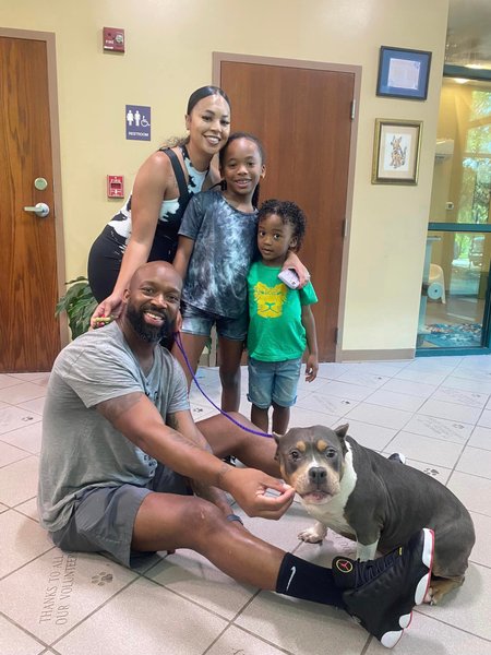 Нашли собаку спустя 3 года, семья, домашнее животное, питбуль, за 500 км от дома, микрочип собаки, искали 3 года собаку