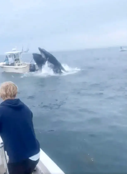 Кит напал на рыбаков, млекопитающее перевернуло судно рыбаков, курьез, атака, интересные истории, море, США, видео