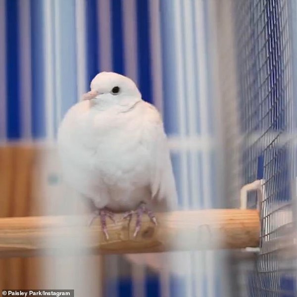 принс, голубка, певец, божественность