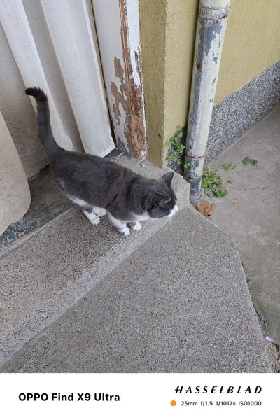 Приклади фото на Oppo Find X9 Ultra