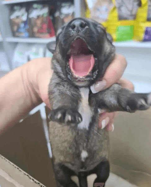 Щенки растреленной собаки., убил собаку на АЗС, военные расстрелял собаку видео