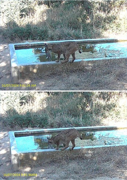 рысь фотоловушка