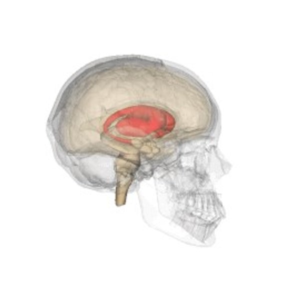 Полосатое тело, мозг