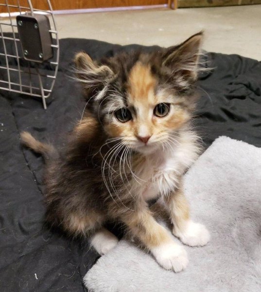 Кошеня, каліко, кошеня-єдиноріг, рідкісна порода, тварини