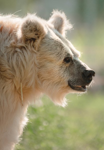 медведи, медвежий приют, защита медведей, спасение медведей, приют белая скала