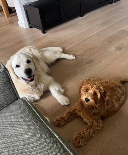 Женщина оставила щенка у родителей и тот подружился с ее старым псом детства