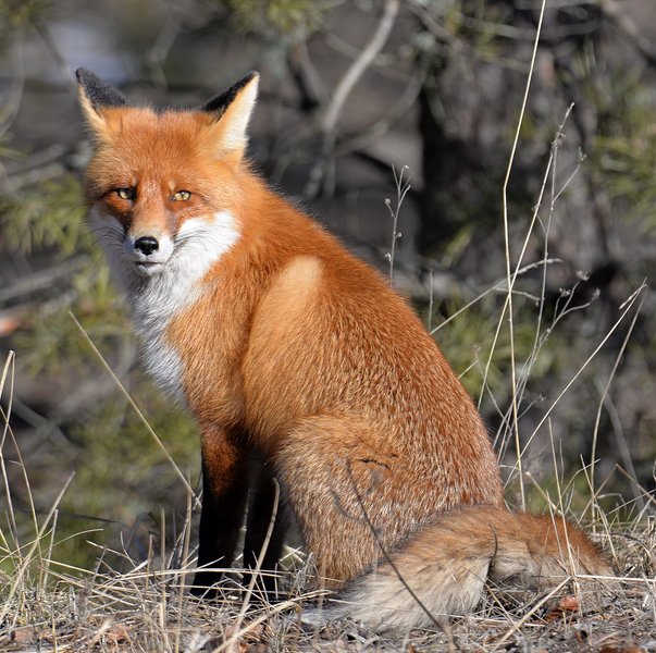 Чернобыльская зона, лис