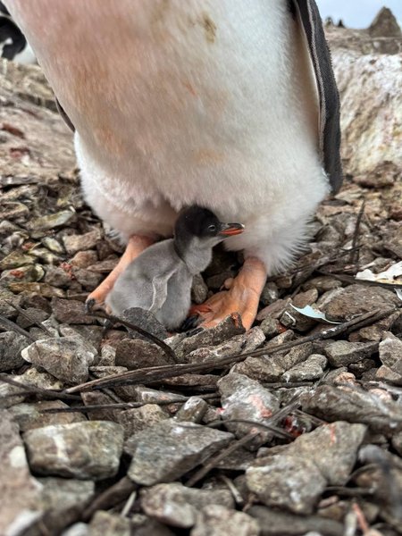 Пингвиненок появился так рано из-за глобального потепления