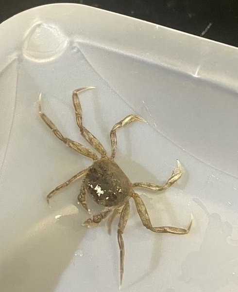 мохнаторукий краб