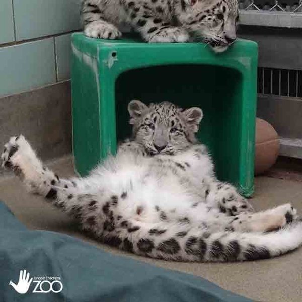 тварини померли від коронавірусу, померли снігові барси, зоопарк у США