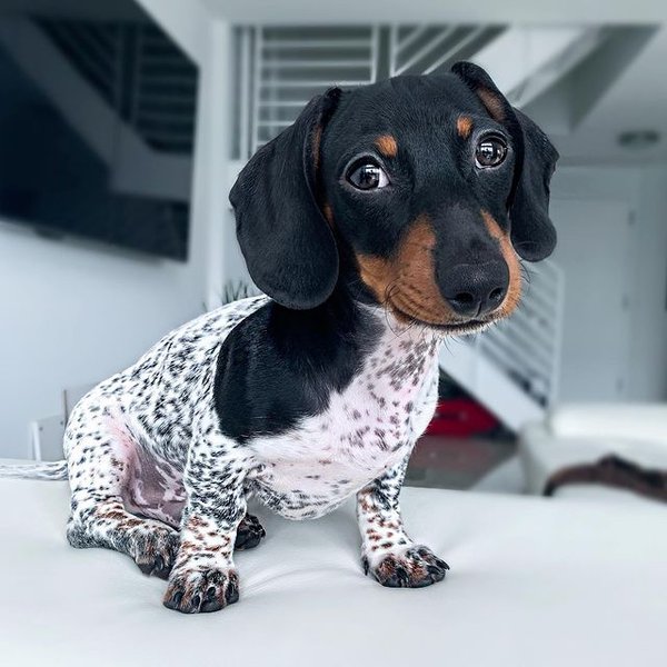 такса, далматин