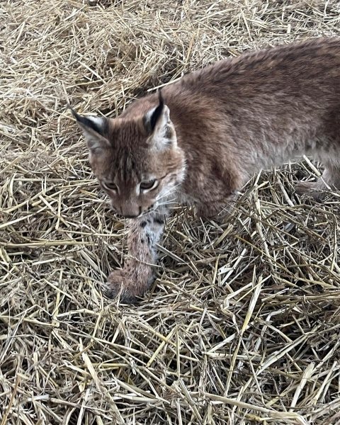 Врятована рись Урса рись, рись Урса, порятунок тварин