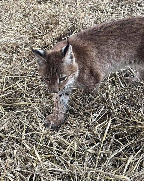 рысь, рысь Урса, спасение животных