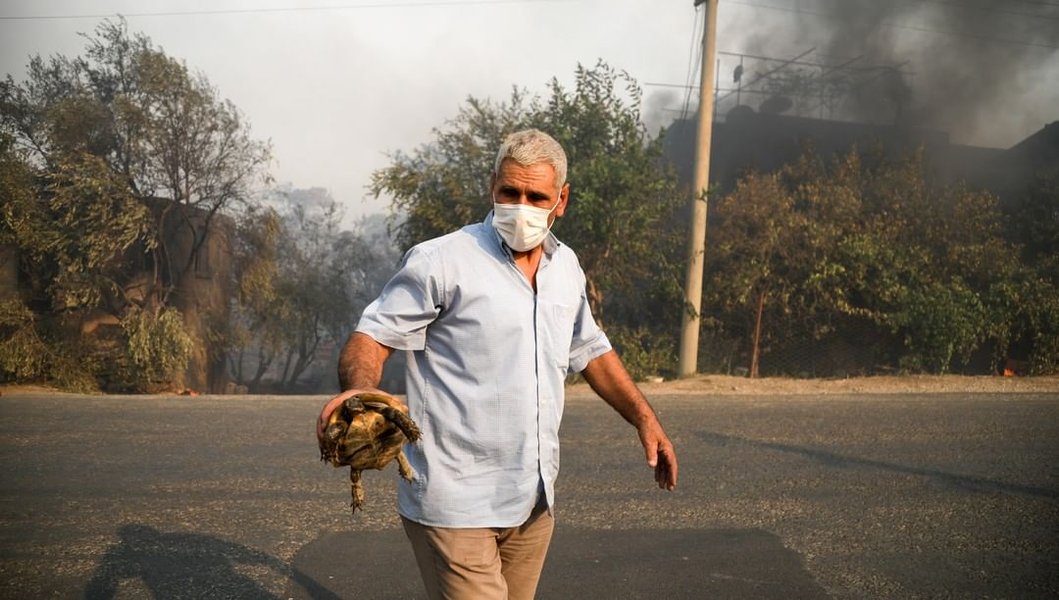 черепаха, манавгат