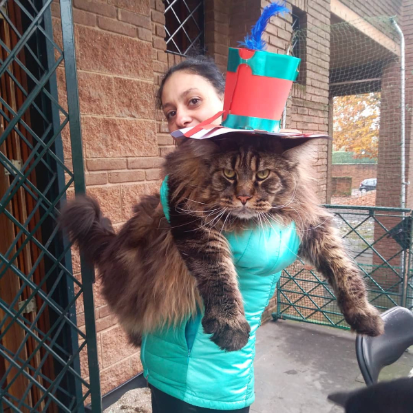 Кіт Барівел Найдовший у світі кіт, рекорди, домашні тварини, коти породи мейн-кун, фото, курйози, Італія