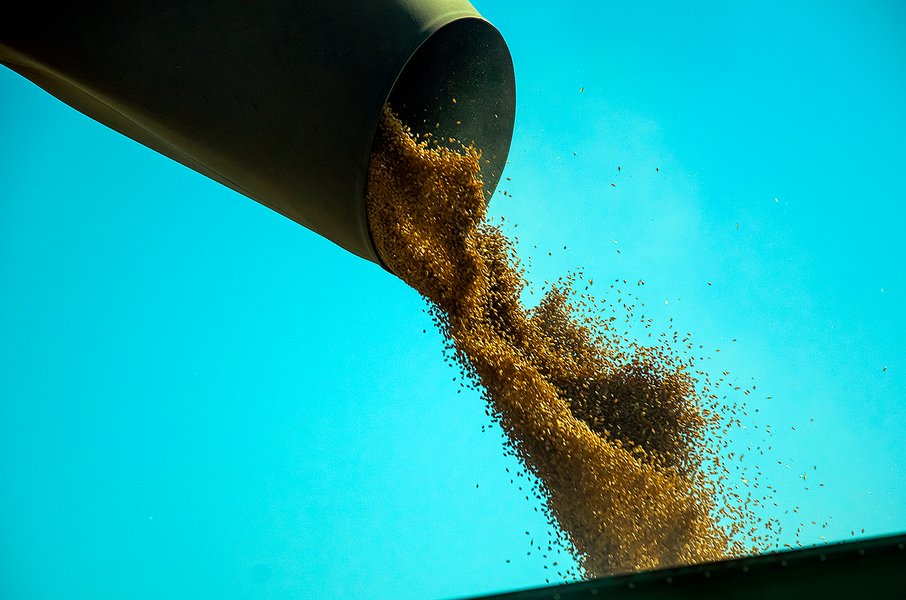 пшеница, зерно, зерновые