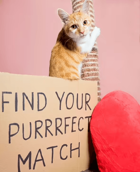 Кошка, домашние животные, пушистые животные, животное, исследование, провели опрос, защита животных, любимый человек