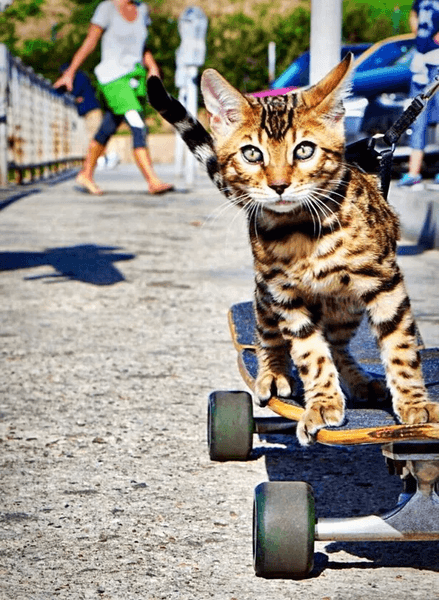 Кіт став зіркою власного телешоу, кіт Маверік, кіт, тварина, курйози, кіт-серфінгіст, кіт ходить по ресторанах, зірка соцмереж