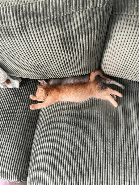 Пара котиков