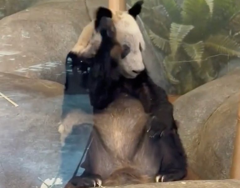 панда я я, лэ лэ, панды, сша, мемфис, зоопарк